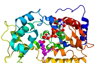 Crystallographic structure of yeast sir2 complexed with ADP and a histone H4 peptide.