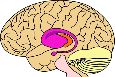 The gene that causes Huntington's disease does most of its damage in the basal ganglia, shown in pink. The basal ganglia are responsible for many functions, including voluntary motor control and habit formation.