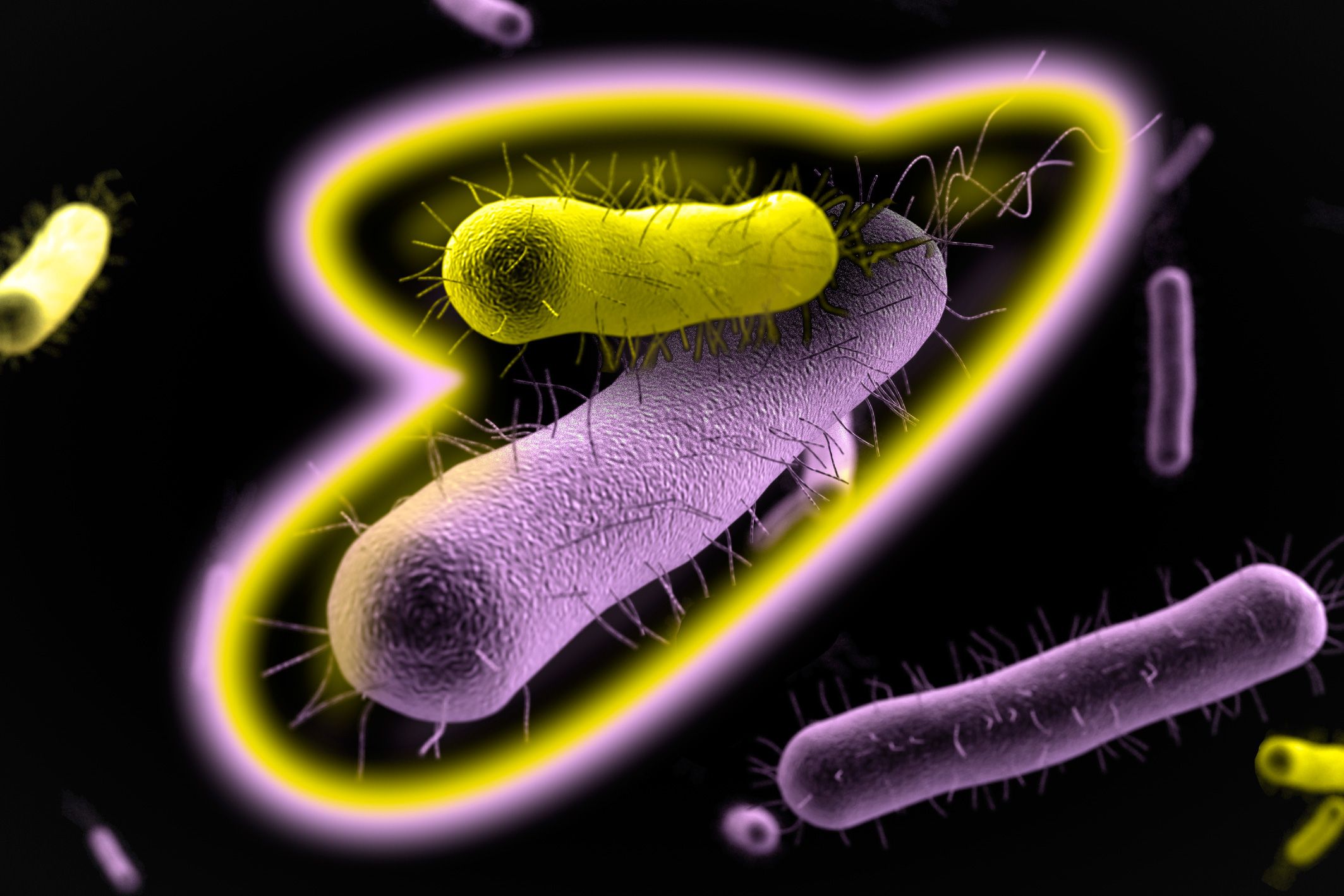 Пример симбиоза бактерий. Мутуализм микроорганизмов. Симбиоз микроорганизмов бактерий. Кишечная палочка мутуализм. Бактерии Мутуалисты.