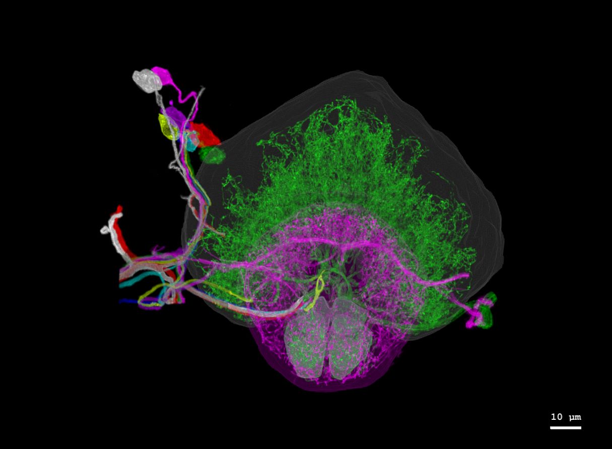 fly brain dopaminergic neurons