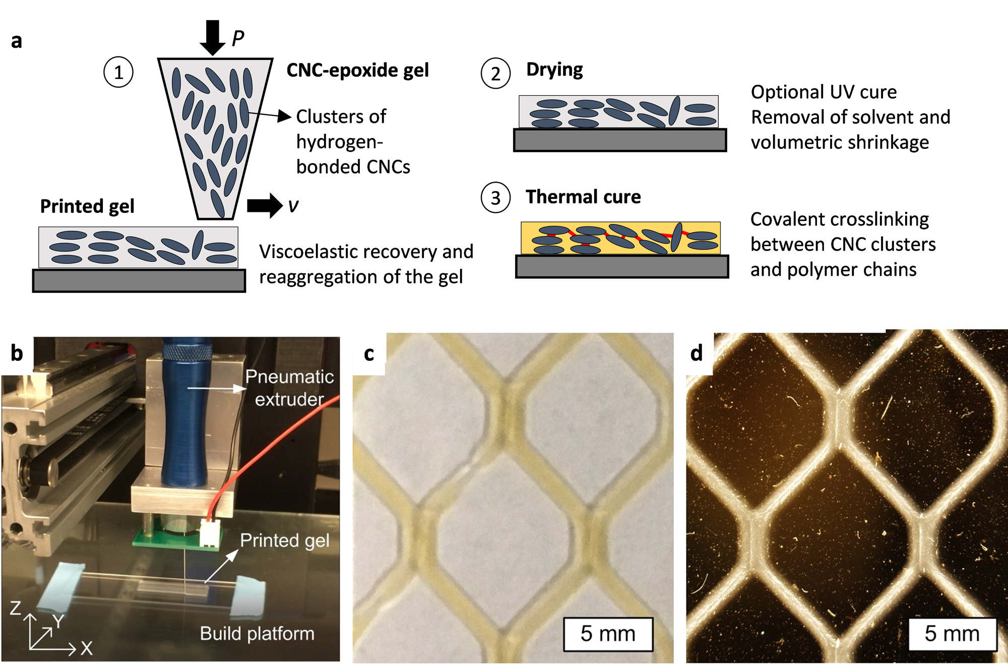 New plant-derived composite is tough as bone and hard as aluminum | News | Massachusetts Institute of Technology