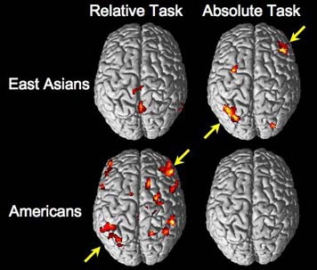 skam Træts webspindel Hubert Hudson Culture influences brain function, study shows | MIT News | Massachusetts  Institute of Technology