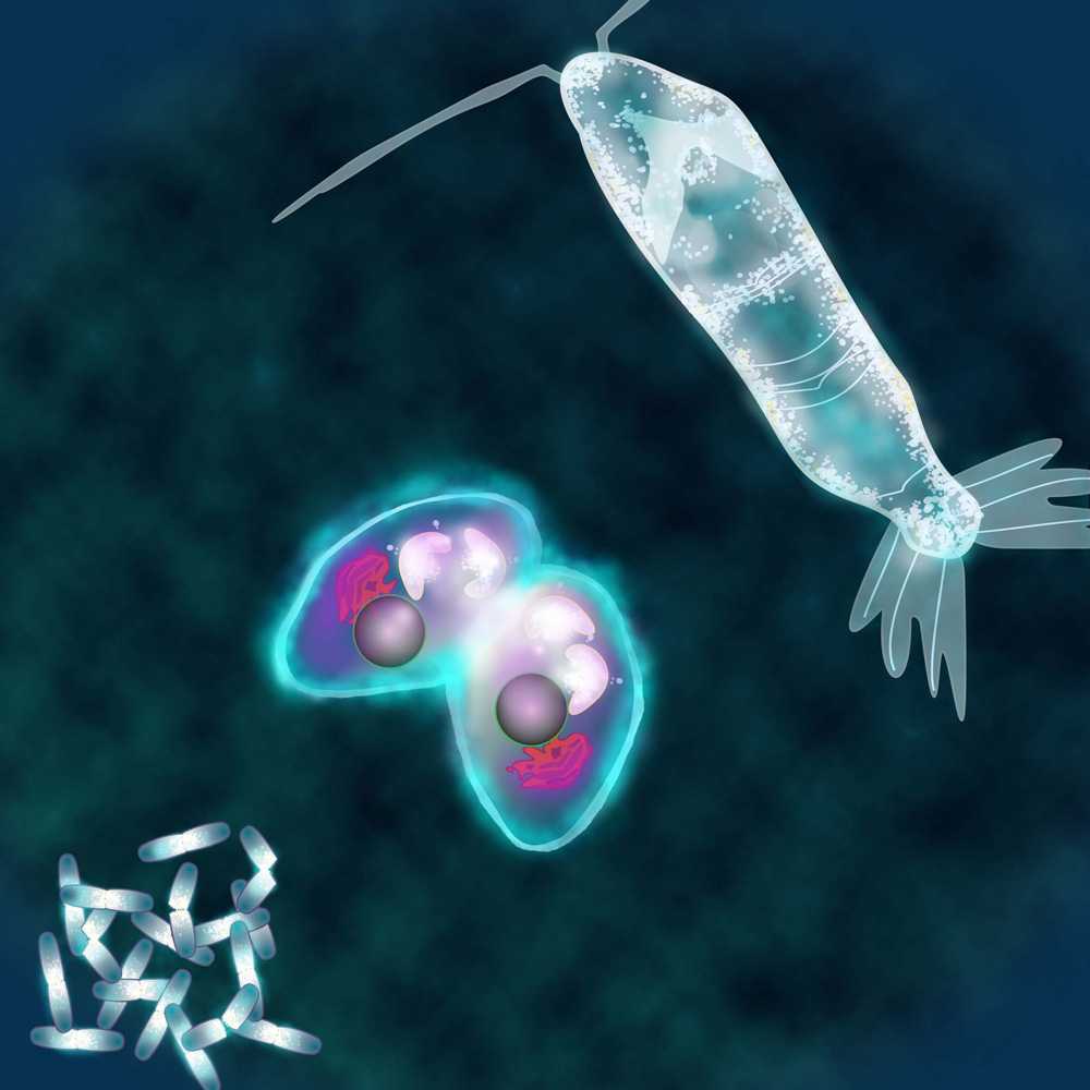 Microbe metabolism | MIT News | Massachusetts Institute of Technology