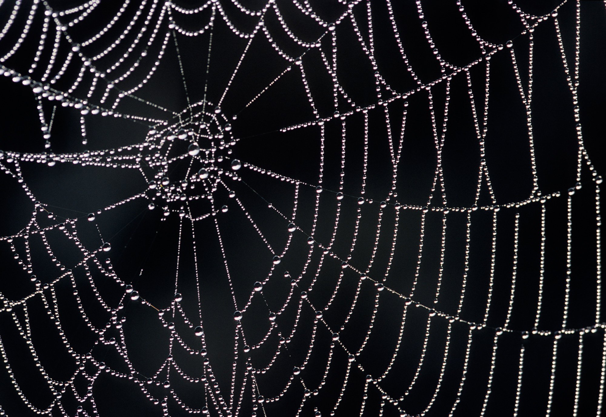 The Chemistry, Biology & Engineering That Make Spider Webs Awesome