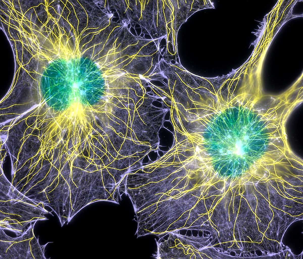 cool cell pictures