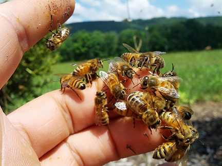 https://news.mit.edu/sites/default/files/images/201405/bees-on-hand_BDN.png