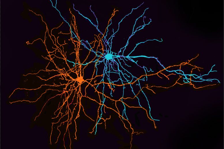 Neuroscience's roots make exciting and terrifying futures possible -  Century of Science