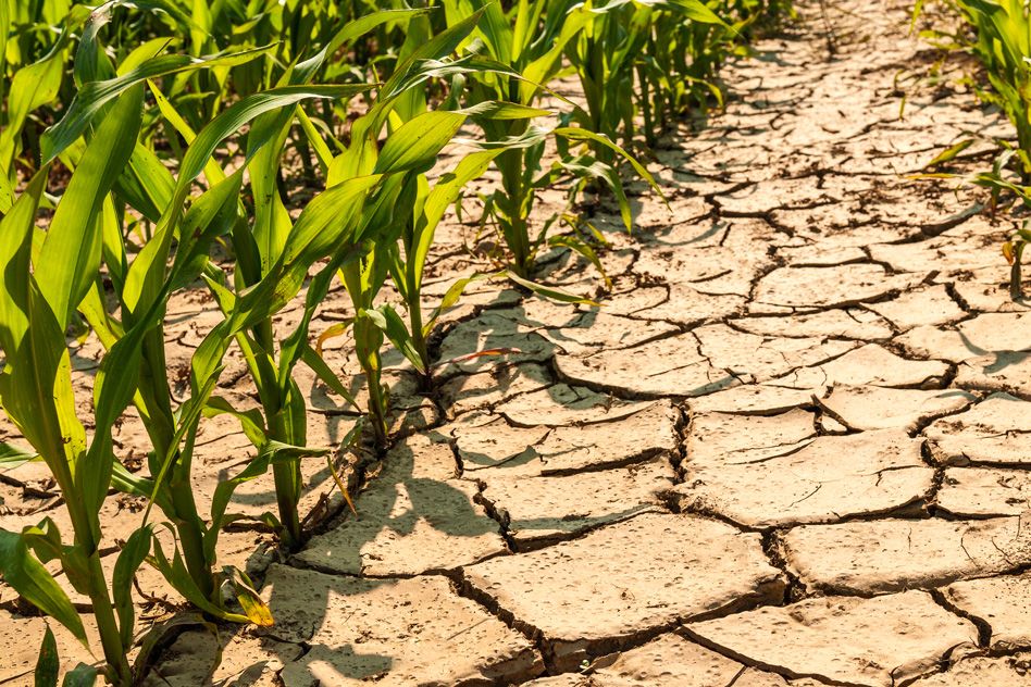 climate-change-to-worsen-drought-diminish-corn-yields-in-africa-mit