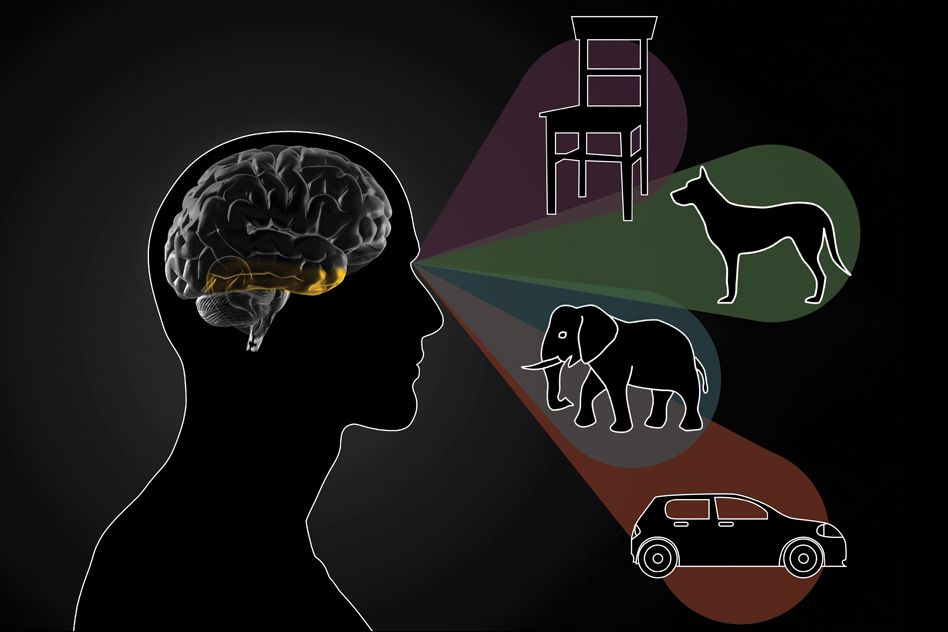 How the brain distinguishes between objects | MIT News | Massachusetts  Institute of Technology
