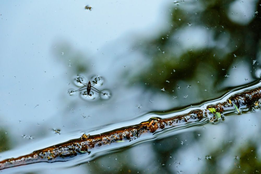 surface tension water