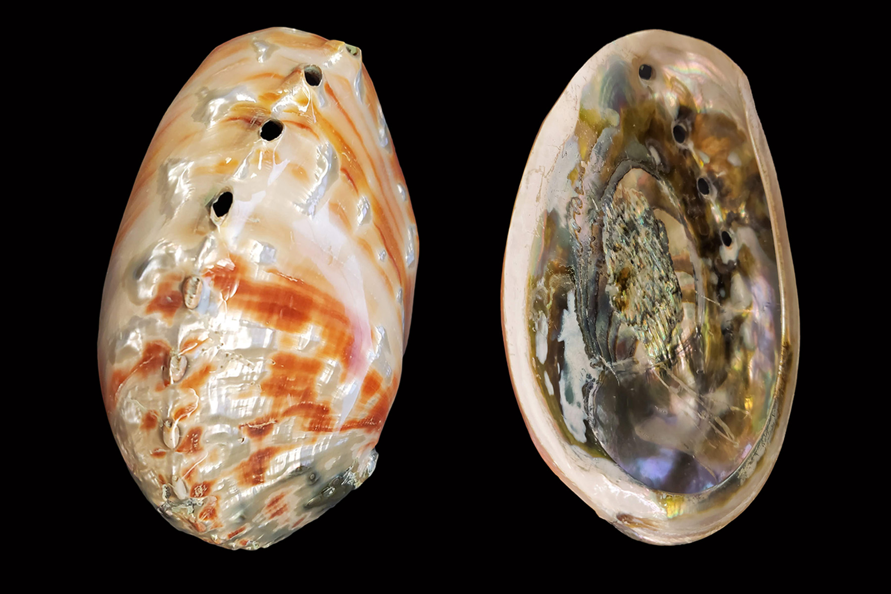 abalone shell structure
