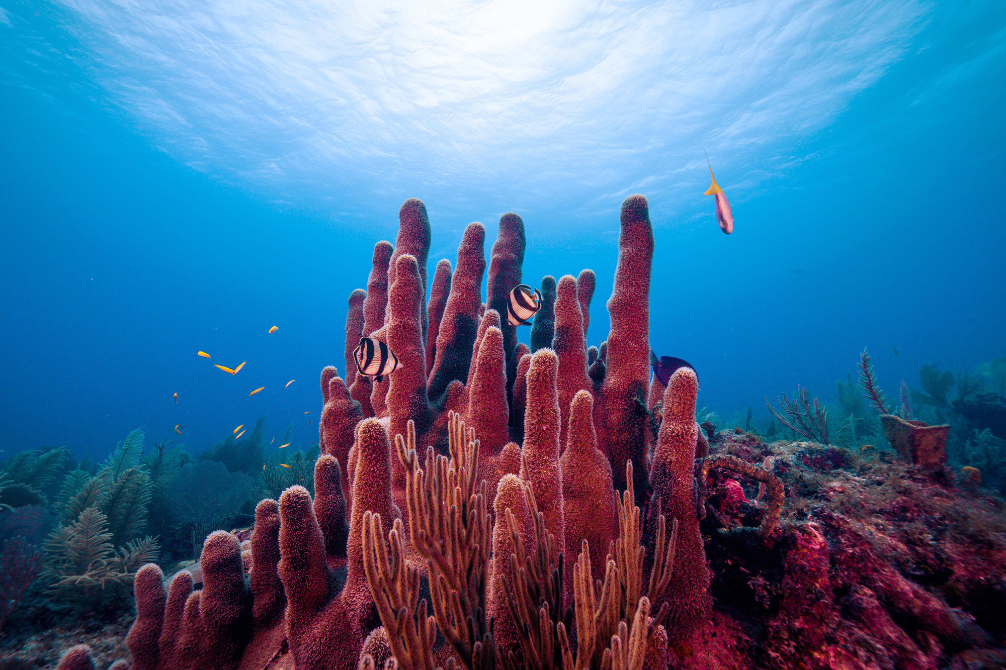 ocean underwater reef