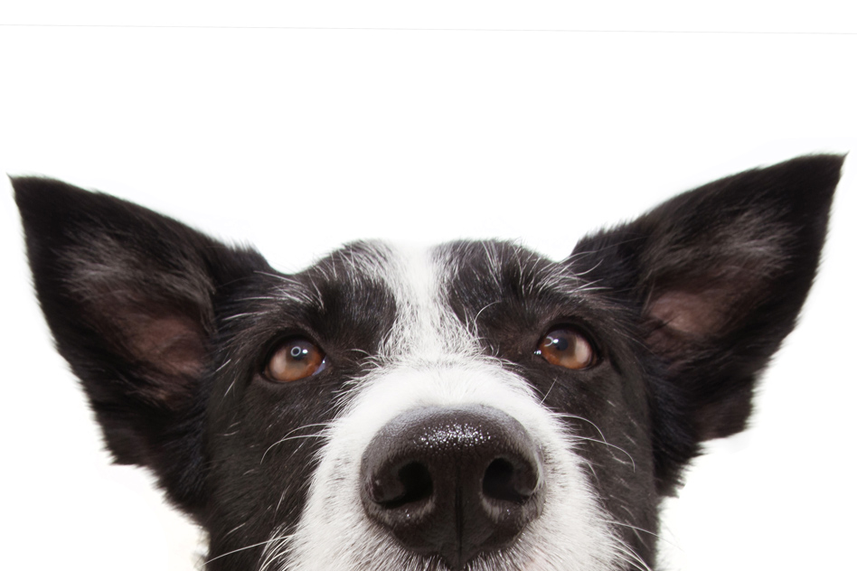Towards a disease-sniffing device that rivals a dog’s nose |  MIT News