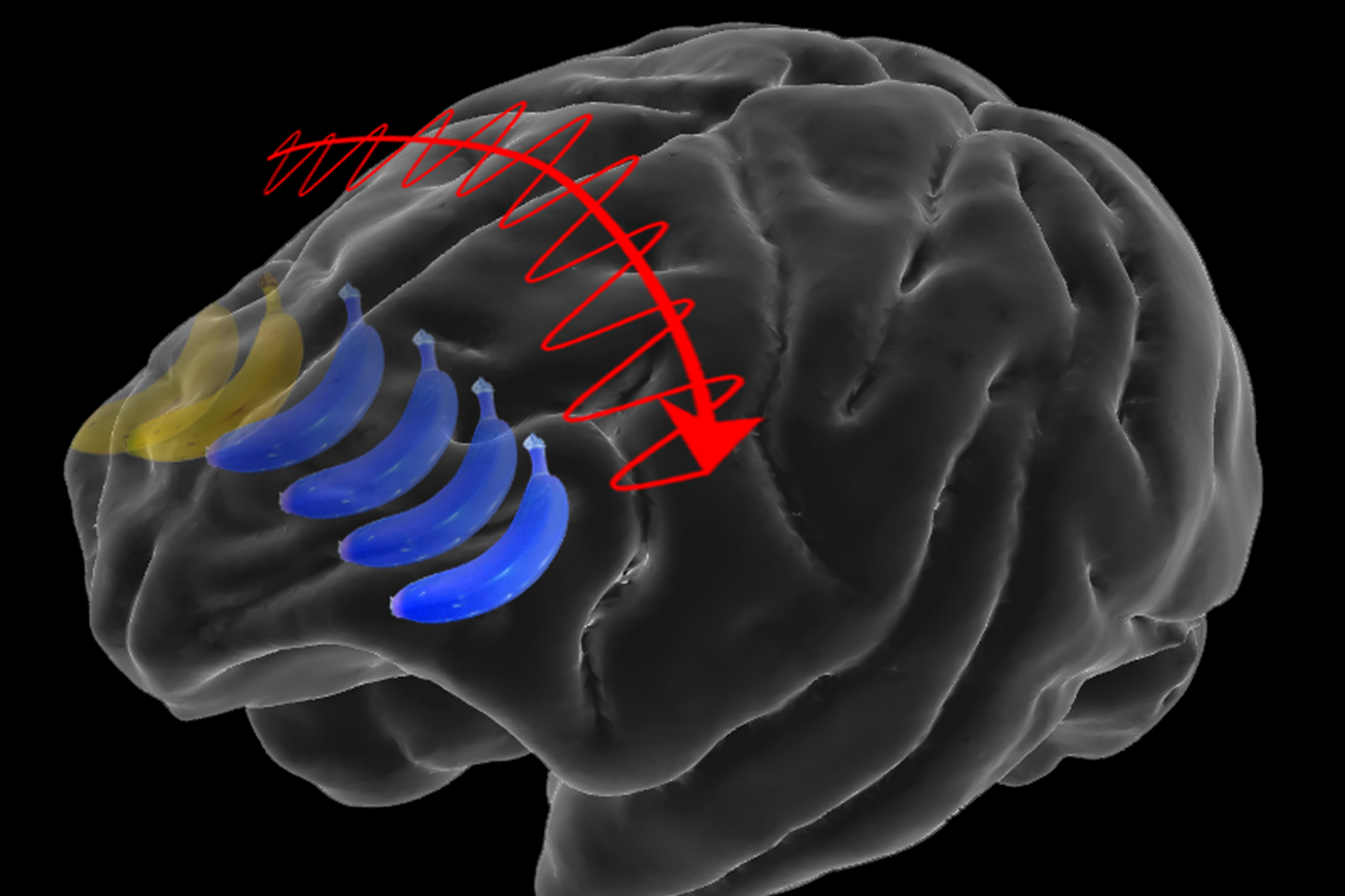 How Our Brains Make Memories, Science