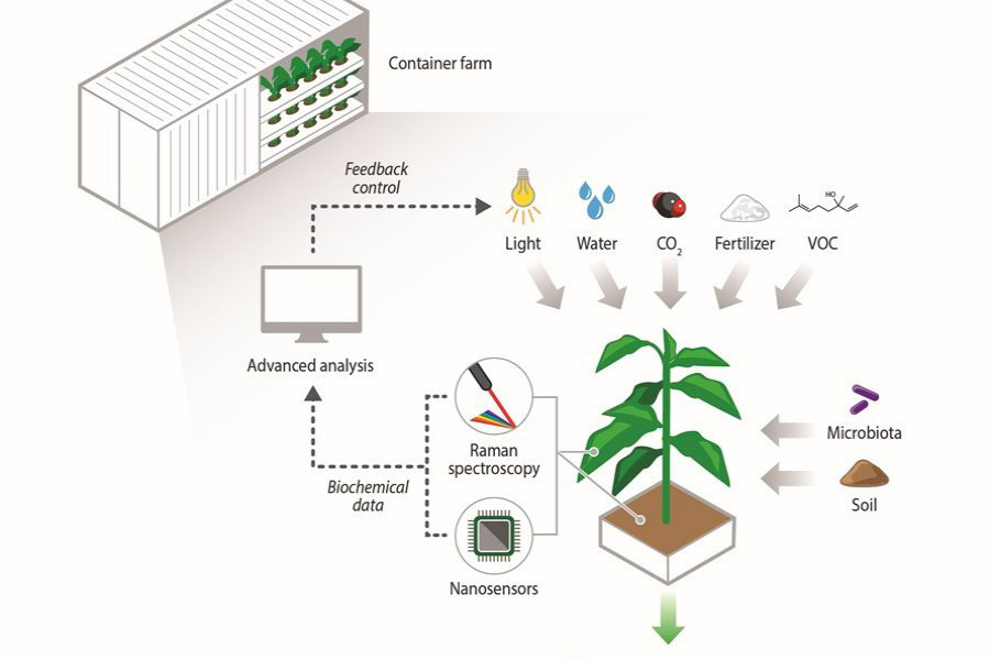 SMART develops analytical tools to enable next-generation agriculture - MIT News
