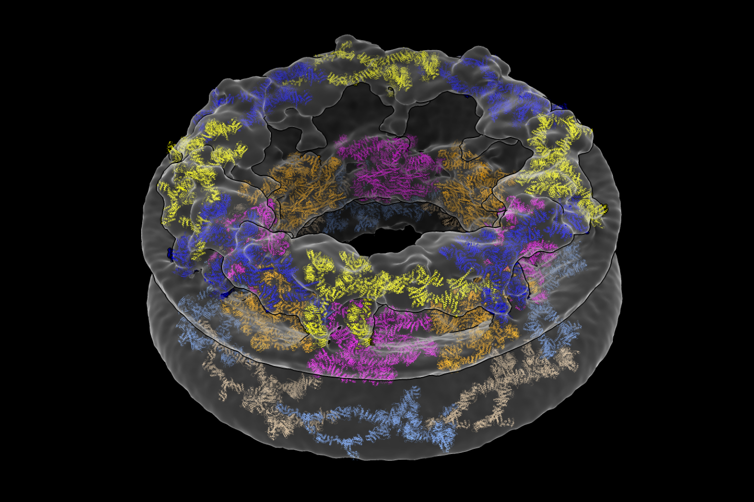 Cellular Environments Shape Molecular Architecture Times Of Nation