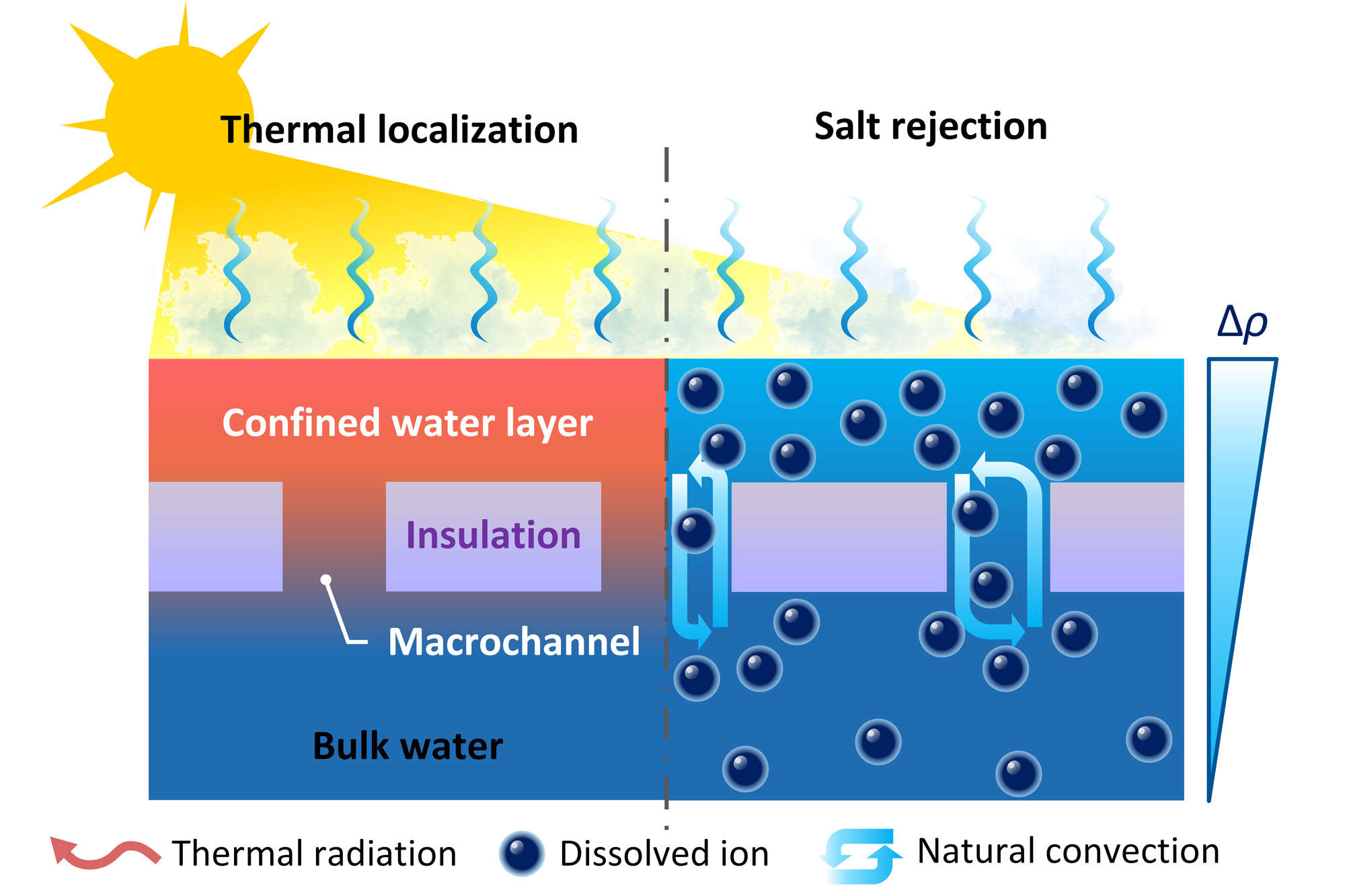 Water wicking and evaporating occur simultaneously in a typical