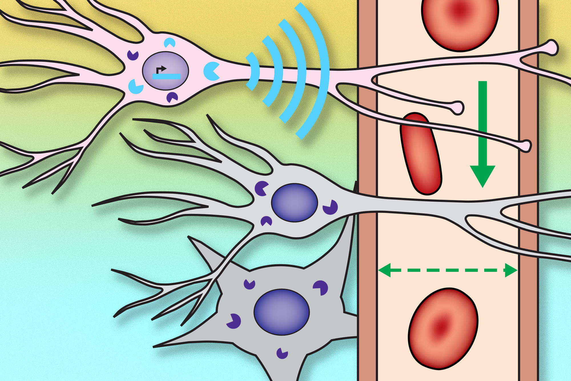 Could a New Test That Detects Dopamine Levels Help Diagnose Neurological  Diseases? - Neuroscience News