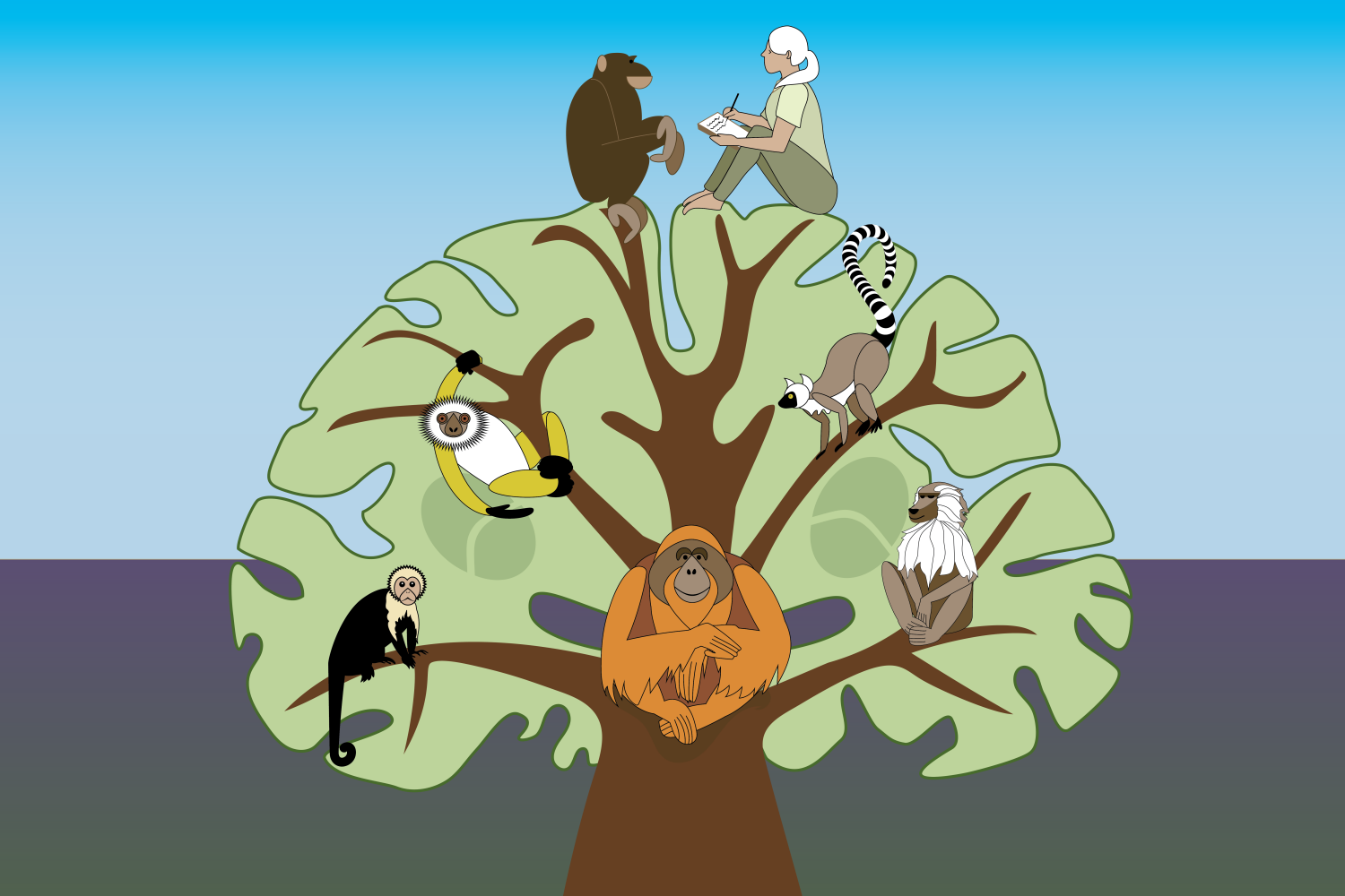 human evolution tree of life
