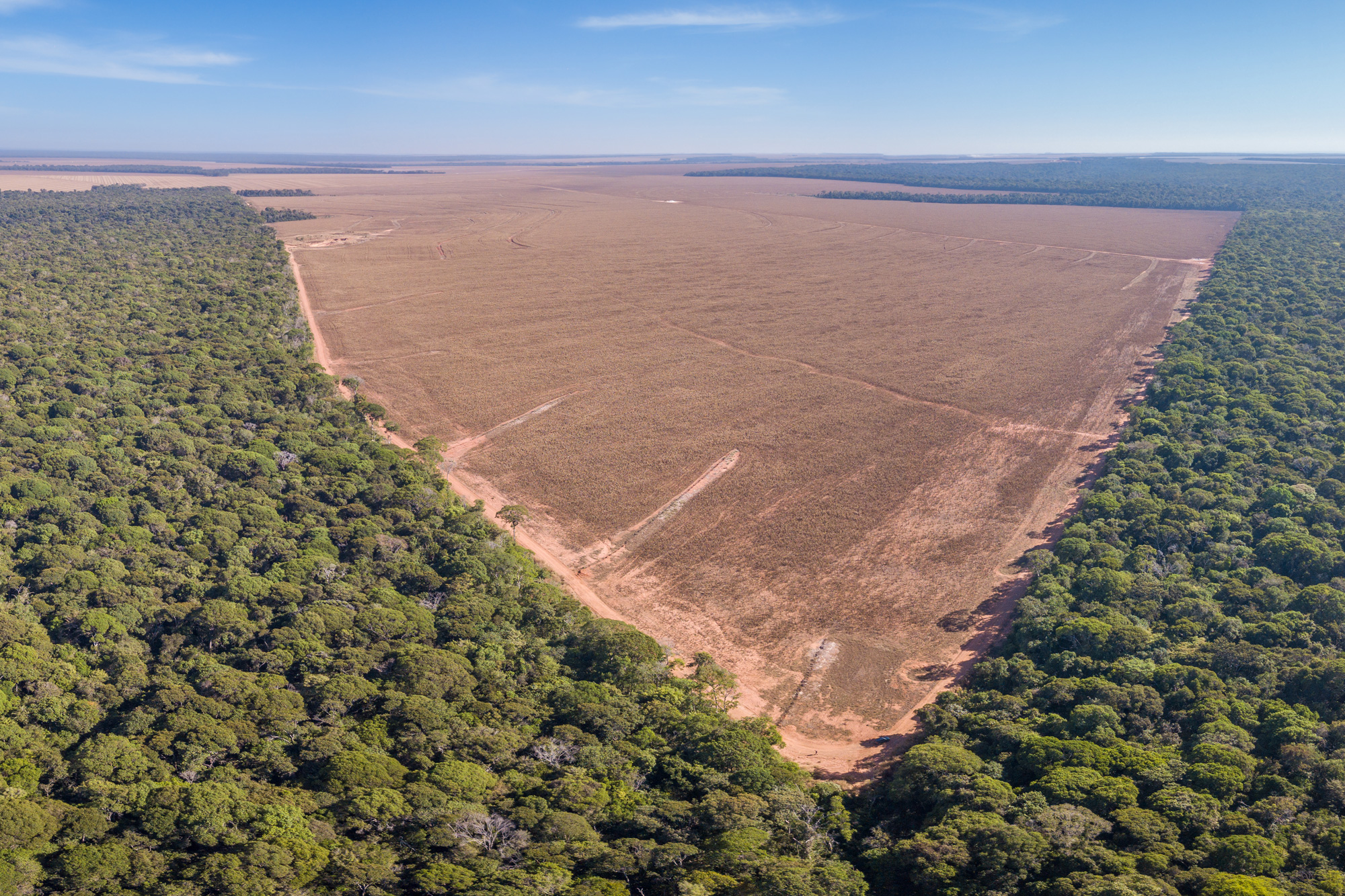 How to tackle the global deforestation crisis, MIT News