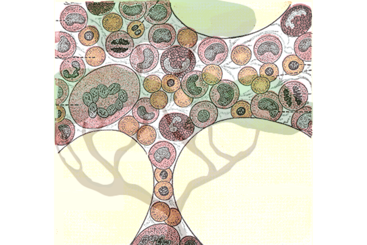 درختان خانواده سلول های خونی چگونگی تغییر تولید با افزایش سن را ردیابی می کنند |  اخبار MIT