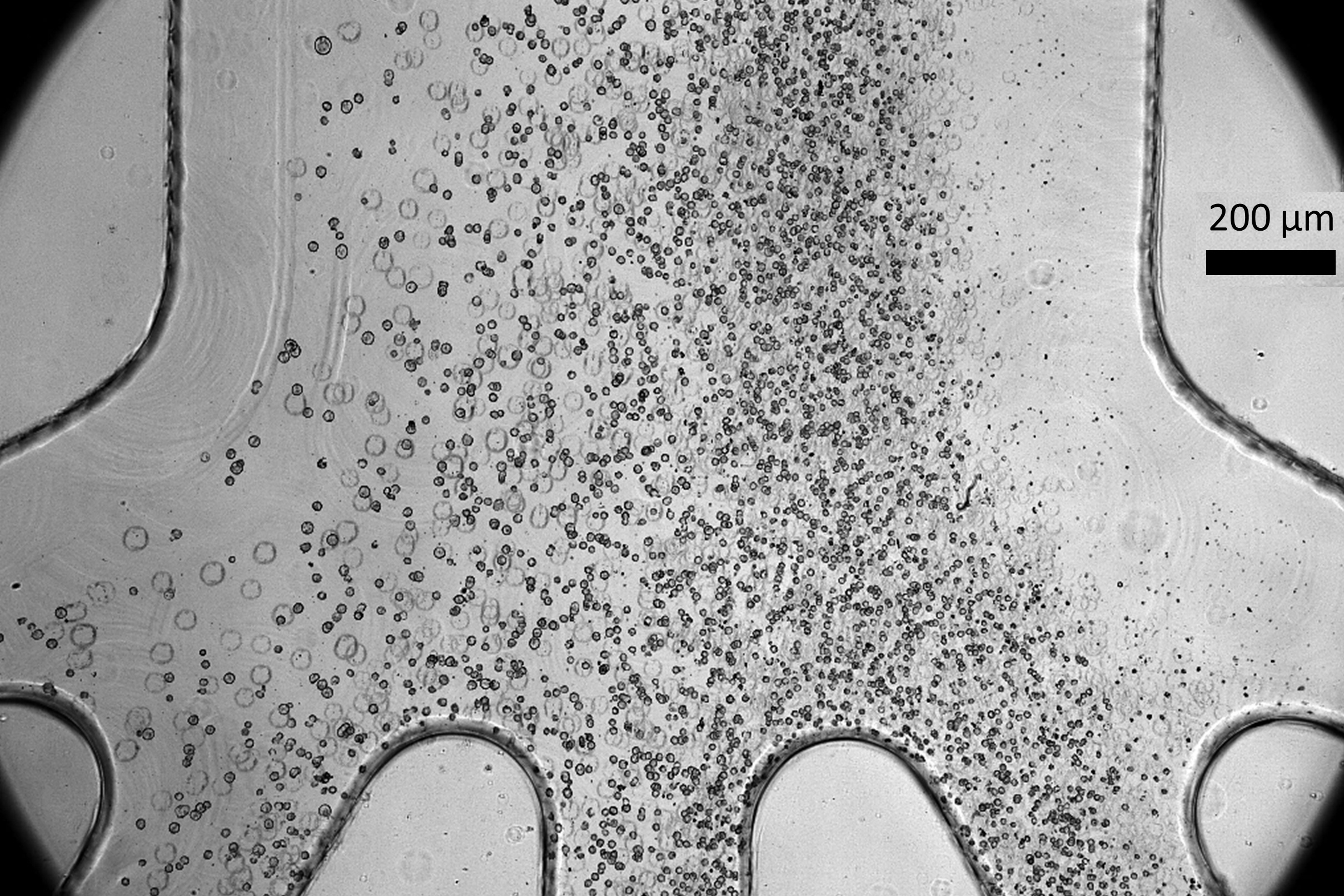 Low Cost Device For Safer Cell Therapy Developed By Scientists Mirage 