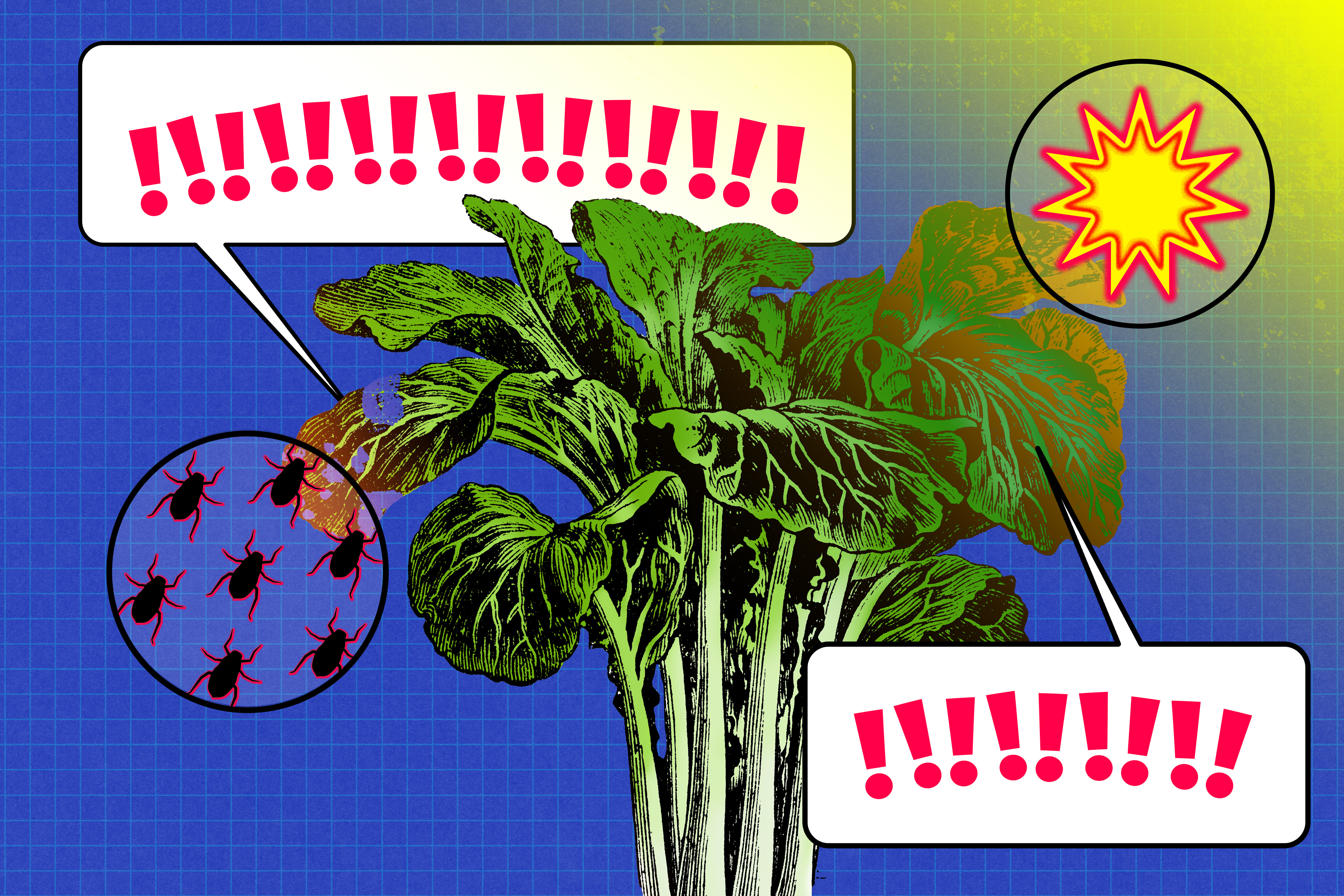Czujniki roślin mogą służyć jako system wczesnego ostrzegania dla rolników  Wiadomości MIT