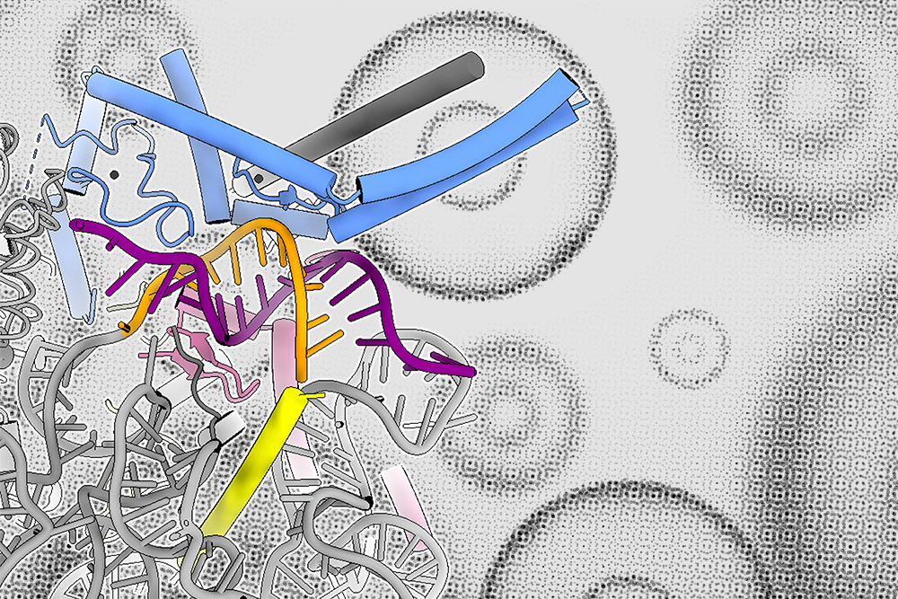 Biologists Discover a New Type of Control Over RNA Splicing