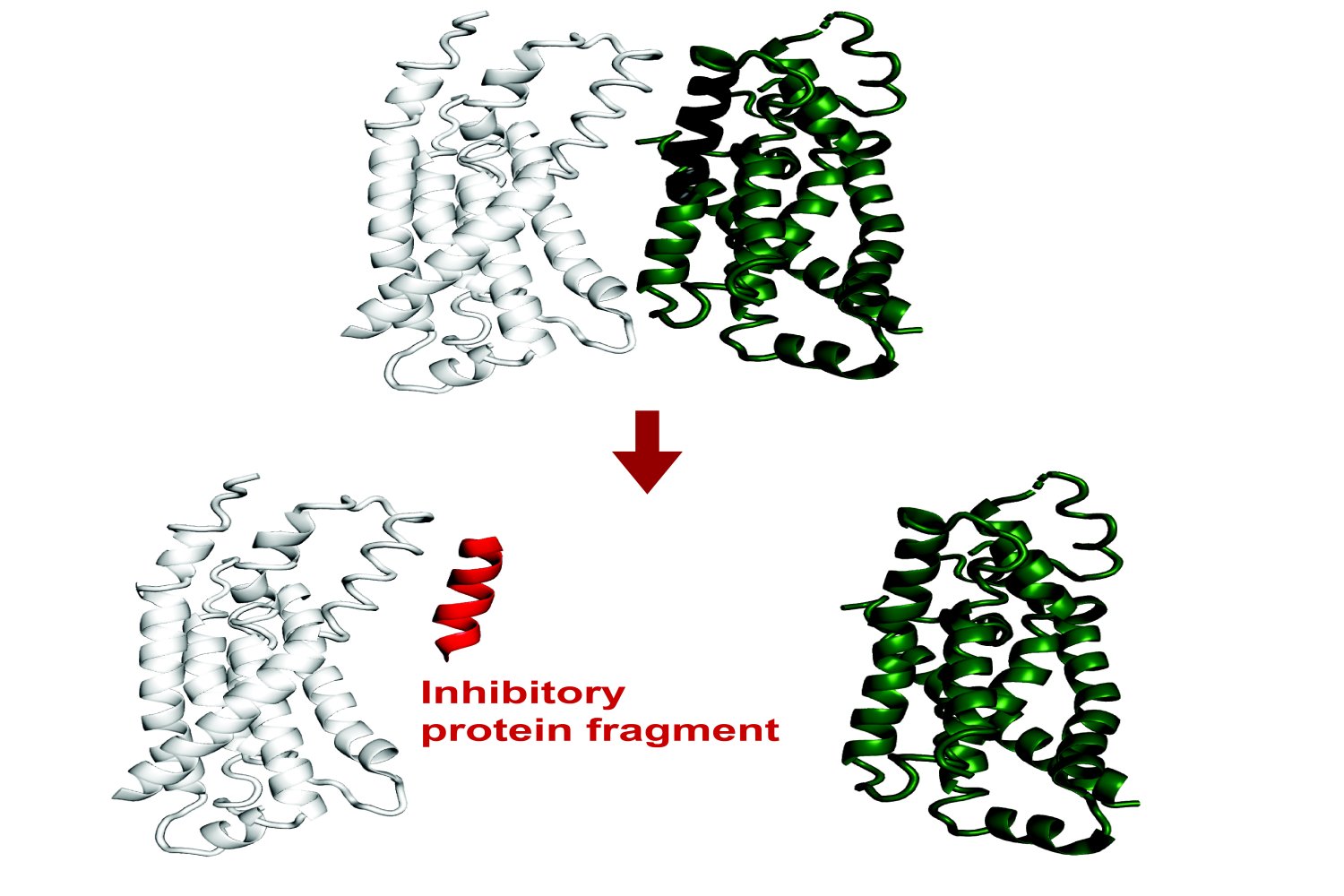 AI system predicts protein fragments that can bind to or inhibit a target