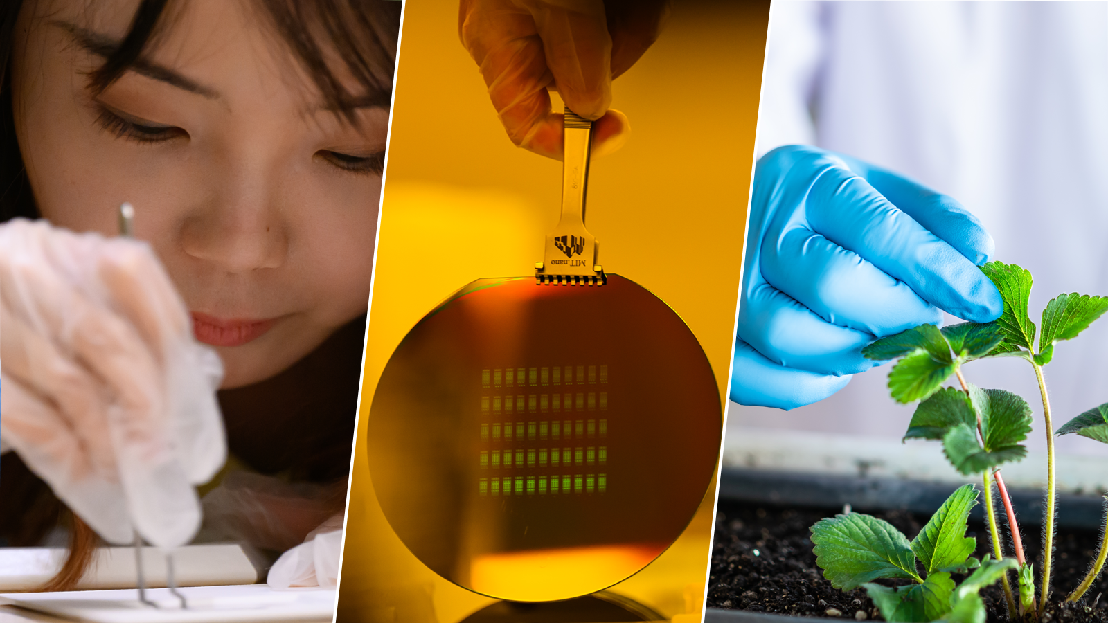 scientist a chip and a hand on a plant