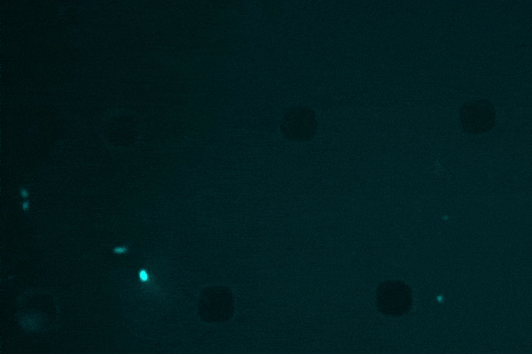 Moving image of round black round cells surrounded by glowing blue pellet-like cells multiplying.