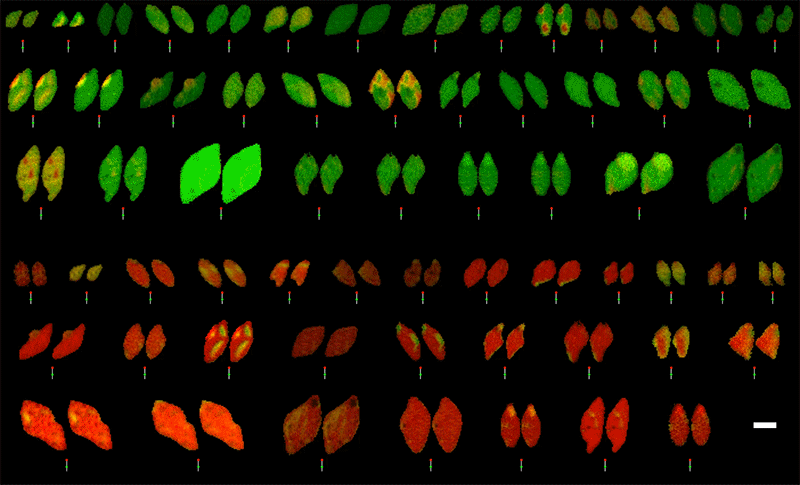 63 pairs of almond-shaped iron phosphate particles colored red, green, and yellow are pictured upon black background. Each pair has a pointer below with green center that stays still as the red end spins clockwise.