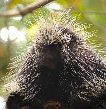 Porcupine quills in the worst place imaginable.. : r/VetTech