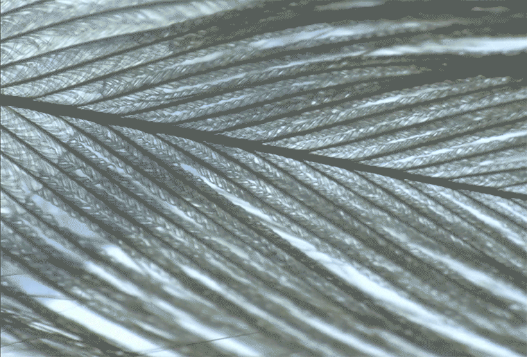 Animation of close-up sandgrose feathers, similarly shaped like palm-tree leaf, rippling out as water passes. 