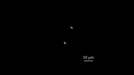Gif is mainly black. At the corner, a ruler measures 50 μms. As if tracing a circle’s outline, white and purple flares appear and disappear. 