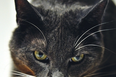 How do cats lap? Cutta Cutta is about to take a drink.