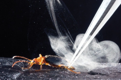 Bombardier beetles eject a liquid called benzoquinone, which they superheat and expel in an intense, pulsating jet. The explosive mechanism used by the beetle generates a spray that's much hotter than that of other insects that use the liquid, and propels the jet five times faster. 