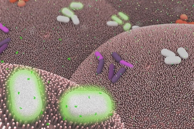 The illustration depicts Bacteroides thetaiotaomicron (white) living on mammalian cells in the gut (large pink cells coated in microvilli) and being activated by exogenously added chemical signals (small green dots) to express specific genes, such as those encoding light-generating luciferase proteins (glowing bacteria).