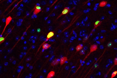 An MIT study of the neural circuits that underlie memory process reveals, for the first time, that memories are formed simultaneously in the hippocampus and the long-term storage location in the brain’s cortex. This image shows memory engram cells (green and red) which are crucial for permanent memory storage in the prefrontal cortex.