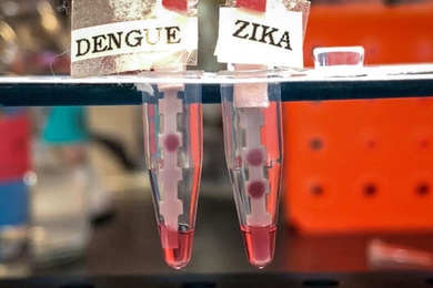 “It’s important to have a single test that can differentiate between the four serotypes of Dengue and Zika, because they co-circulate. They’re spread by the same mosquito,” says Kimberly Hamad-Schifferli, an associate professor of engineering at the University of Massachusetts at Boston and a visiting scientist in MIT’s Department of Mechanical Engineering.