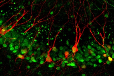 This image shows neurons in the CA3 region of the hippocampus, which is important for memory encoding and retrieval. Nuclei of the CA3 neurons are labeled in green and their dendrites in red, and the smaller specks of green above represent axons projecting to the CA3 neurons from the dentate gyrus.
