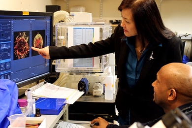 Picower Professor Li-Huei Tsai (standing), co-director of the Alana Down Syndrome Center, reviews data in the lab with Senior Alana Fellow Hiruy Meharena.