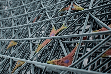 Microfilaments made using a new 3D printing method, shown in gray in this illustration, form a structure that cells, shown in color, can adhere to. The shapes formed by the filaments determine the very uniform shapes of cells.