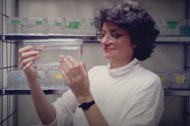Photo of Nancy Hopkins from the 1990s in which she is holding a small bin filled with water and zebrafish. Shelves with rows of similar bins appear behind her.