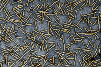 A large number of gold-colored rod-shaped microorganisms against a mottled gray background