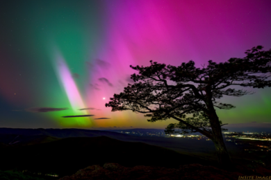 Green-and-pink aurora in the sky with a tree silhouetted in the foreground