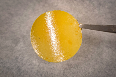 A small yellow disk is held with tweezers.