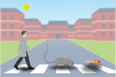 In this cartoon illustration, a man and disproportionately large mouse and fly walk along a crosswalk.