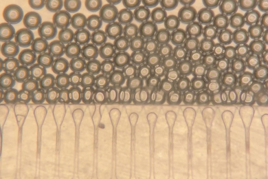 Side of tiny device shows pipettes releasing microspheres.