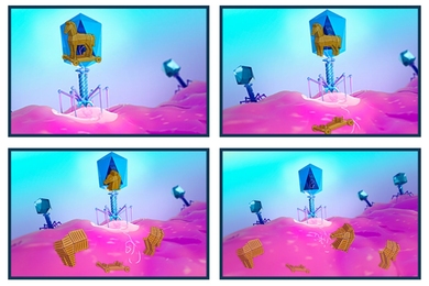 A four-frame cartoon. In frame 1, a trojan horse in a bacteriophage is poised to insert its genome. In frames 2-3, parts of the horse appear chopped up in the bacterium. In the last frame the Trojan horse is chopped to harmless fragments.